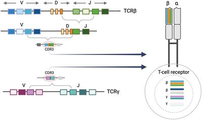 Immunosequencing applications in cutaneous T-cell lymphoma